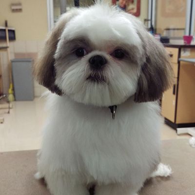 cheap puppy grooming near me