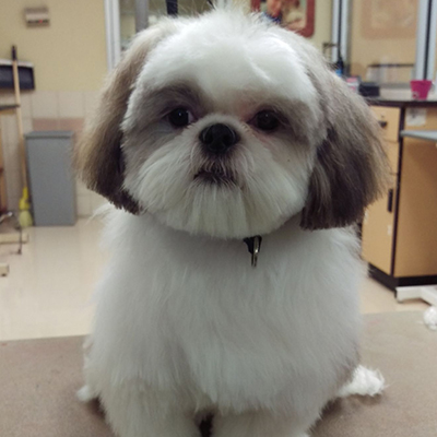 Shih tzu dog groomers best sale near me