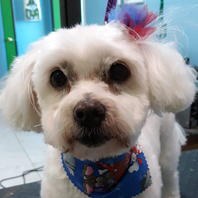 Benefits of Professional Pet Grooming Services – Lucky Dawg Salon